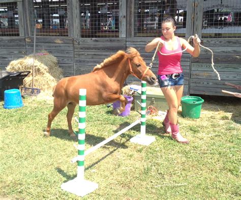 Mini-horses show off big personalities at the Salem County Fair | NJ.com