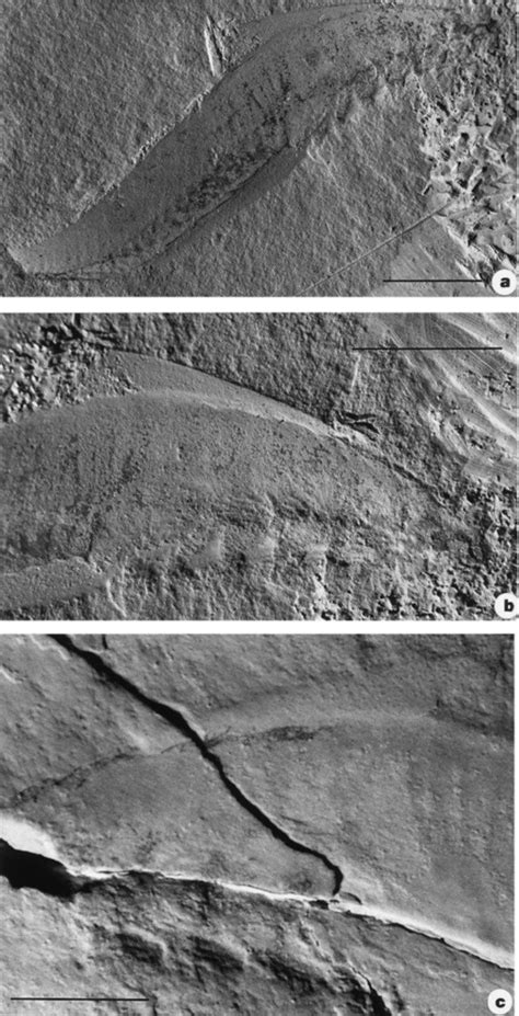 The Lower Cambrian agnathan vertebrate Myllokunmingia fengjiaoa Shu,... | Download Scientific ...