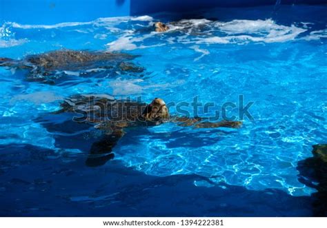 2,385 Turtle Swimming Pool Images, Stock Photos & Vectors | Shutterstock