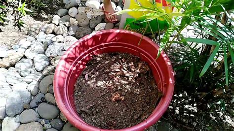 REPLANTING OUR BIG PALM INTO A BIG POT IN OUR BALCONY GARDEN - YouTube