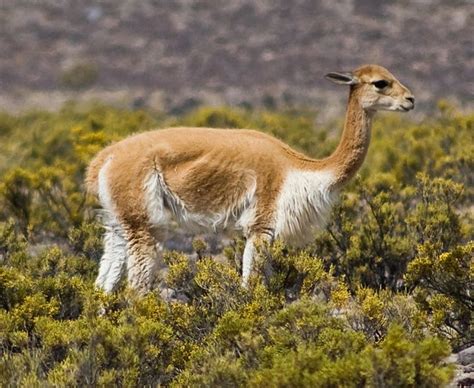 The Jungle Store: The Vicuña