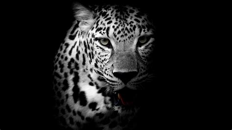 Leopard 4K Wallpapers - Top Free Leopard 4K Backgrounds - WallpaperAccess