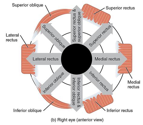 Extraocular Movement