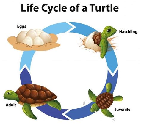 Diagrama que muestra el ciclo de vida de las tortugas marinas | Vector ...