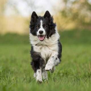 How Cold Can Border Collies Handle