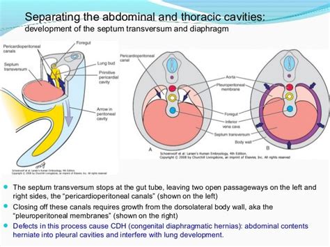 Septum Transversum Formation | Abdomen and Urogenital