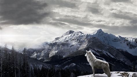 Wolf HD Desktop Wallpapers - Top Free Wolf HD Desktop Backgrounds - WallpaperAccess