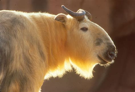 Takin: Resilient Himalayan Ungulate with Unique Adaptations