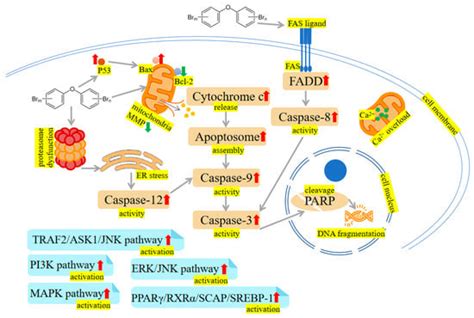 IJMS | Free Full-Text | Toxic Effects and Mechanisms of Polybrominated Diphenyl Ethers