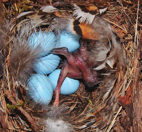 A common cuckoo chick attempts to evict experimental model cuckoo eggs ...