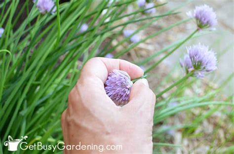 How To Harvest Chives & When To Pick Them - Get Busy Gardening