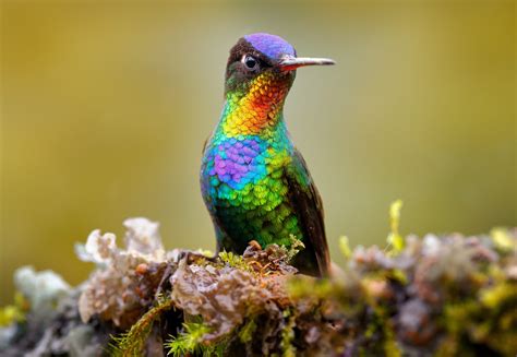 Hummingbirds have more colors than all other birds combined - Earth.com