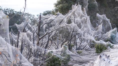 Billowing clouds of cobwebs have carried millions of spiders to safety | Science news for Kids