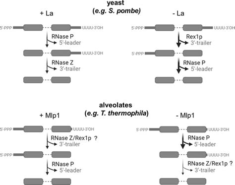 Model for pre-tRNA processing in T. thermophila During La-dependent... | Download Scientific Diagram