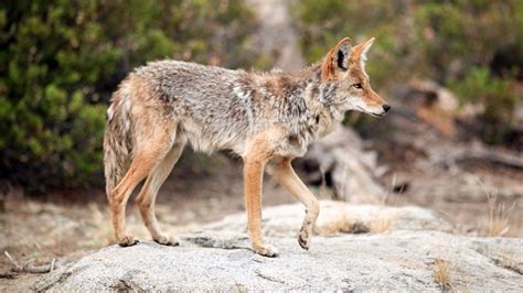 What Does Coyote Poop Look Like? (Coyote Droppings in Your Yard)