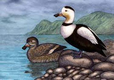 LABRADOR DUCK | Extinction Cometh