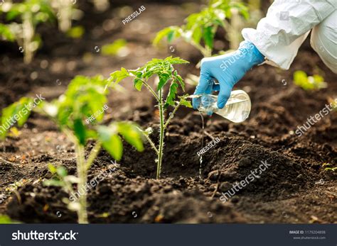 Scientist Microbiologist Adds Fertilizer Soil Concept Stock Photo ...