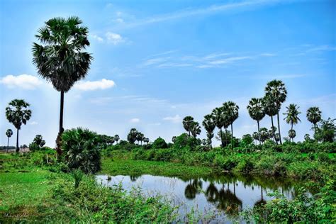 Palm Tree (Borassus flabellifer): The National Tree of Cambodia | IntoCambodia.org