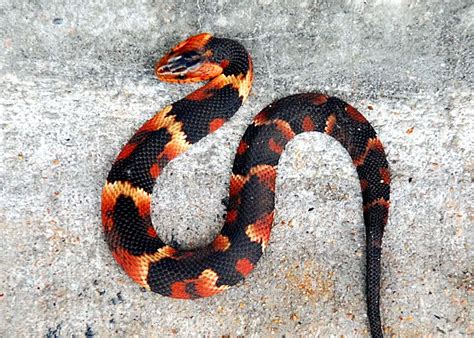 Pics For > Broad Banded Water Snake | Pet snake, Cute snake, Snake