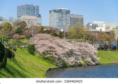 Tokyo Imperial Palace Cherry Blossom Stock Photo 1369463423 | Shutterstock