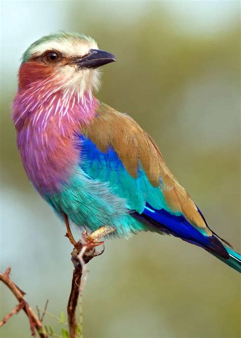 🔥 The Lilac Breasted Roller Bird : r/NatureIsFuckingLit