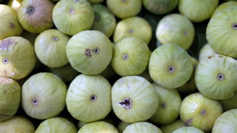 PHOTOS: Fig tree harvesting season in Kurdistan Region