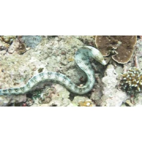 moray eel/belut laut | Lazada Indonesia