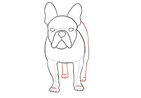 How to Draw a Dog (Step-by-Step Tutorial) | Design Bundles