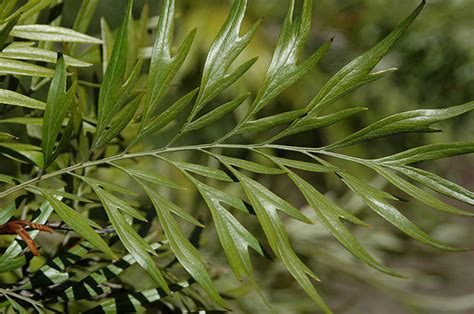 Grevillea robusta | Landscape Plants | Oregon State University