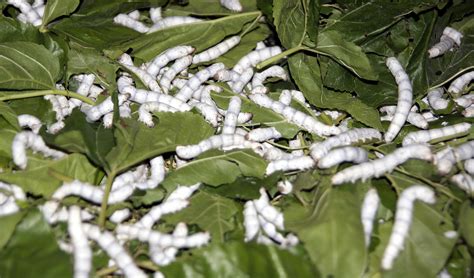 File:Silk worm 21 days 02.jpg - Wikimedia Commons