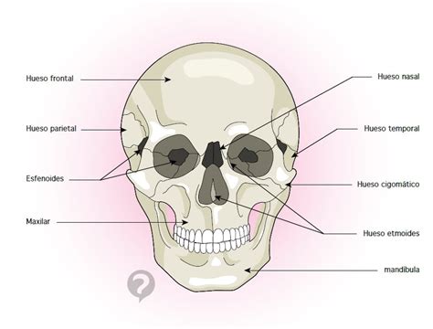 Hueso cigomático - Definición - CCM Salud