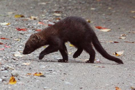 Fisher (Common Mammals of Nova Scotia) · iNaturalist.org