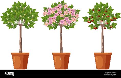 Stages of Cherry Tree Growth Vector illustration Stock Vector Image ...