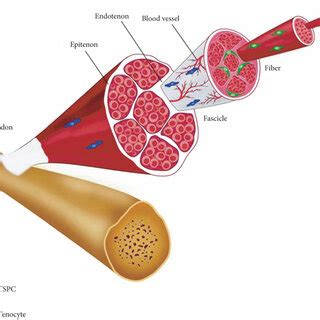 Schematic presentation of basic tendon structure. Plenty of ...