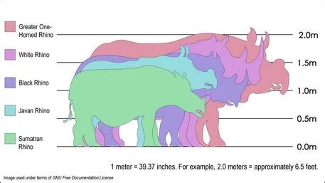 Habitat & Food Chain - JAvan Rhino