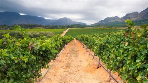 Cape Town: 3 Regions Private Cape Winelands Tour | GetYourGuide