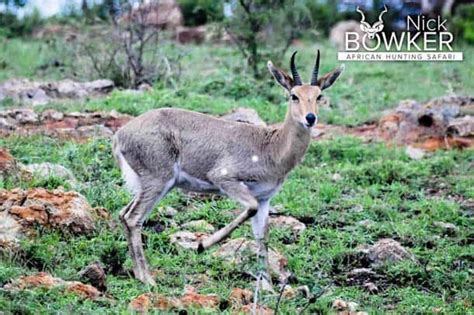 Mountain Reedbuck Hunting - About Reedbuck Hunts