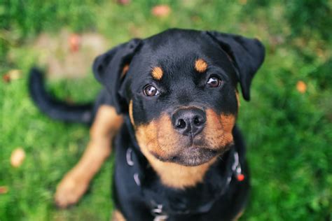 Rottweiler Puppy Pictures and Facts