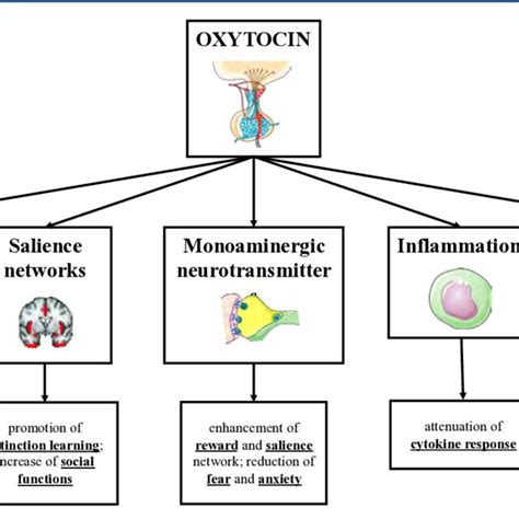 Schematic representation of oxytocin effects on biological systems... | Download Scientific Diagram