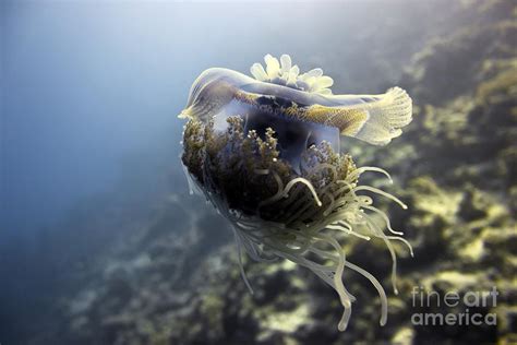 Crown Jellyfish Photograph by Dimitris Neroulias