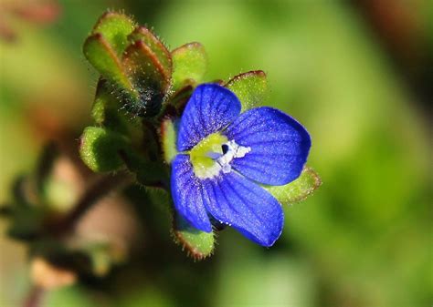 Speedwell Macro Flower - Free photo on Pixabay