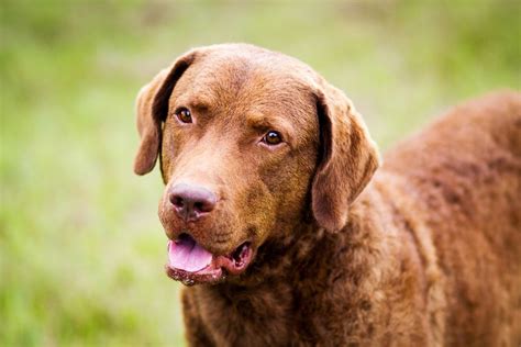 Chesapeake Bay Retriever - Full Profile, History, and Care