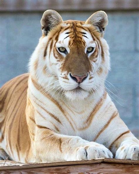 Golden Tiger - 9GAG