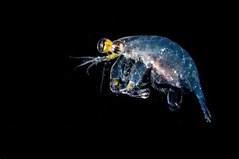 The extraordinary world of plankton - Geographical