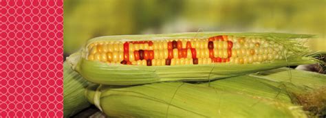 How to identify genetically modified corn - Food & Feed Analysis