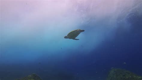 Sea Turtle. Green Turtle Swimming Stock Footage Video (100% Royalty ...