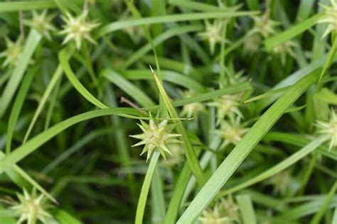 15 of the Best True Sedge Plant Varieties for the Home Garden