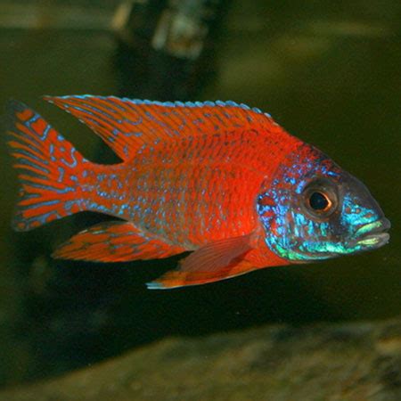 Red Peacock Cichlid 4/6cm - Aquatics To Your Door