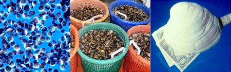 Risk Management in Shellfish Farming - Florida Shellfish Aquaculture ...