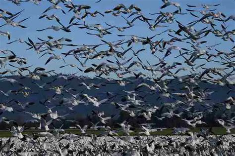 The Fascinating World of Bird Migration Patterns Unveiled